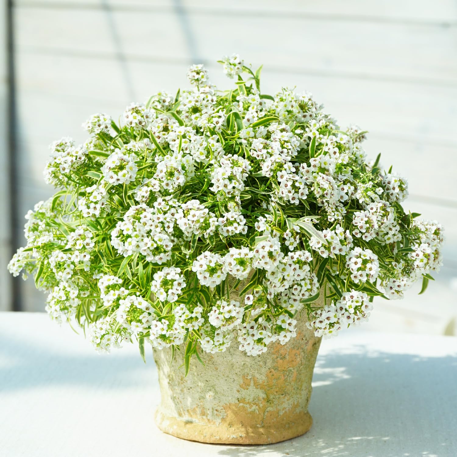 アリッサムページ Amazon | スーパーアリッサム フロスティナイト 花苗 10.5cm