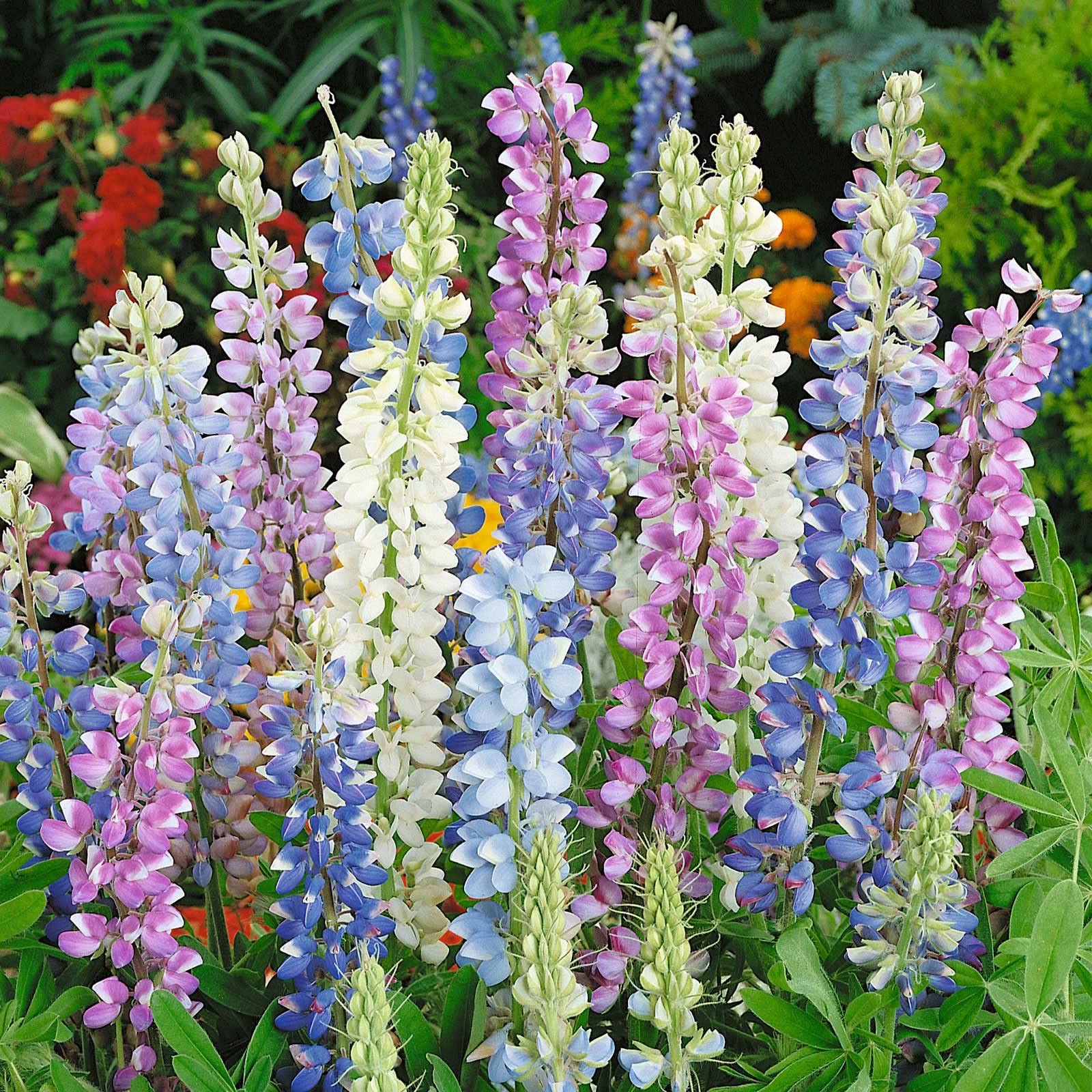 Lupin Hartwegii Flower 'Avalune Bicolour Mix' Seeds Wildlfower Annual Dwarf, Bushy Plants 10g
