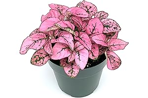 Indoor Plants Live Small: Hypoestes Pink Splash for Home Decor