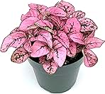 Hypoestes Pink Splash Live Potted House Plants Air Purifying in 2
