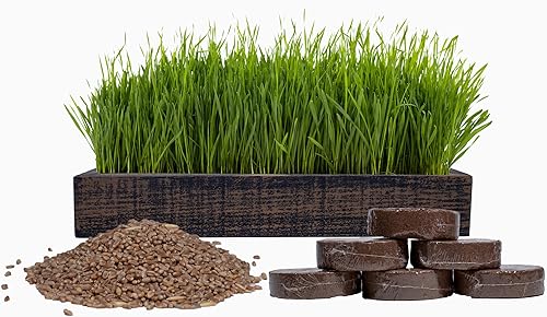 Kit completo de hierba de trigo orgánica, hierba para gatos de Cali Kiwi Pros. Maceta de madera de cedro americano (17 x 6 x 3) con semillas de disponible en Yaxa Colombia