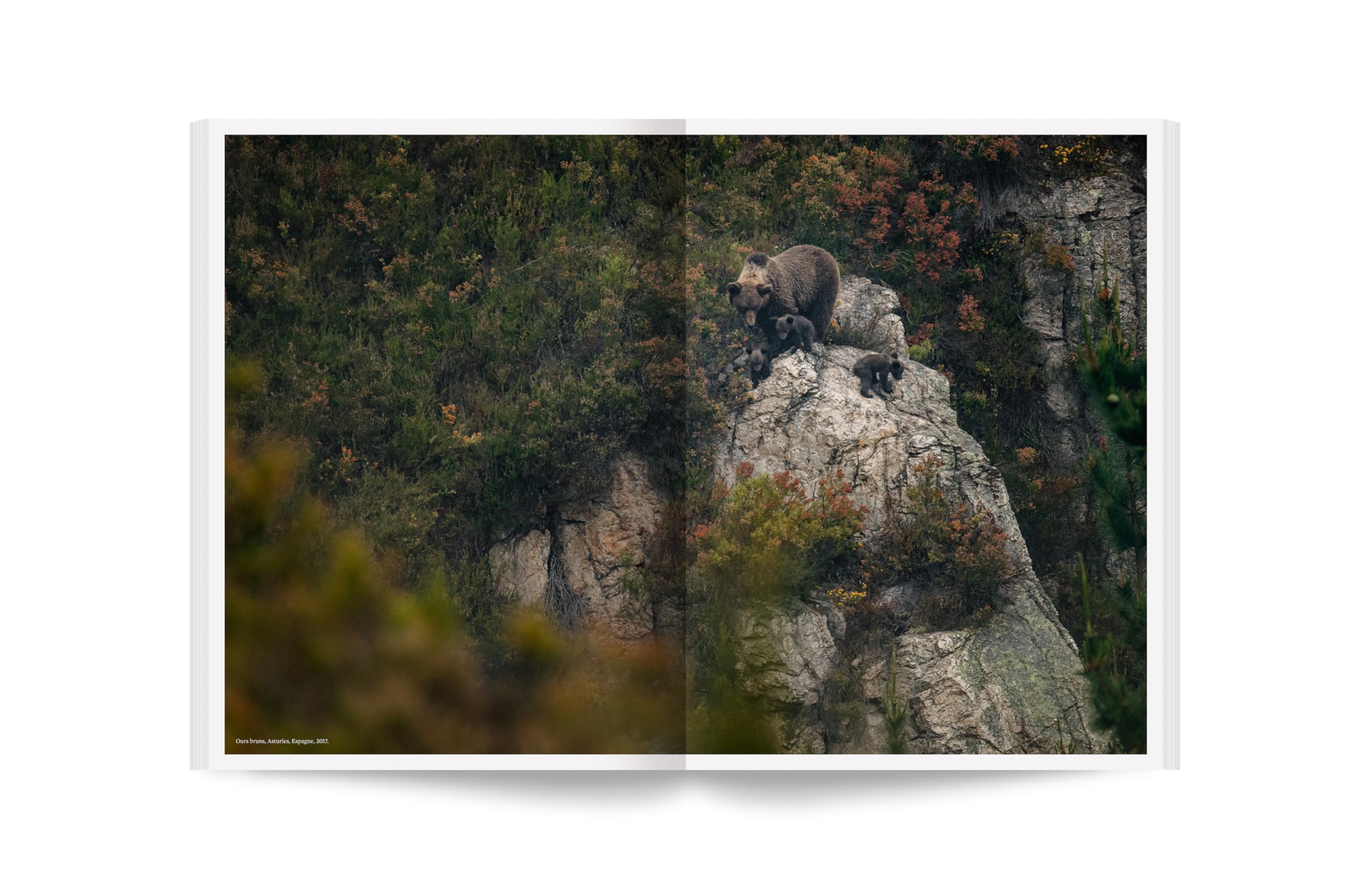 Album - 100 photos pour la liberté de la presse - N° 82 Vincent Munier (82): Forêts