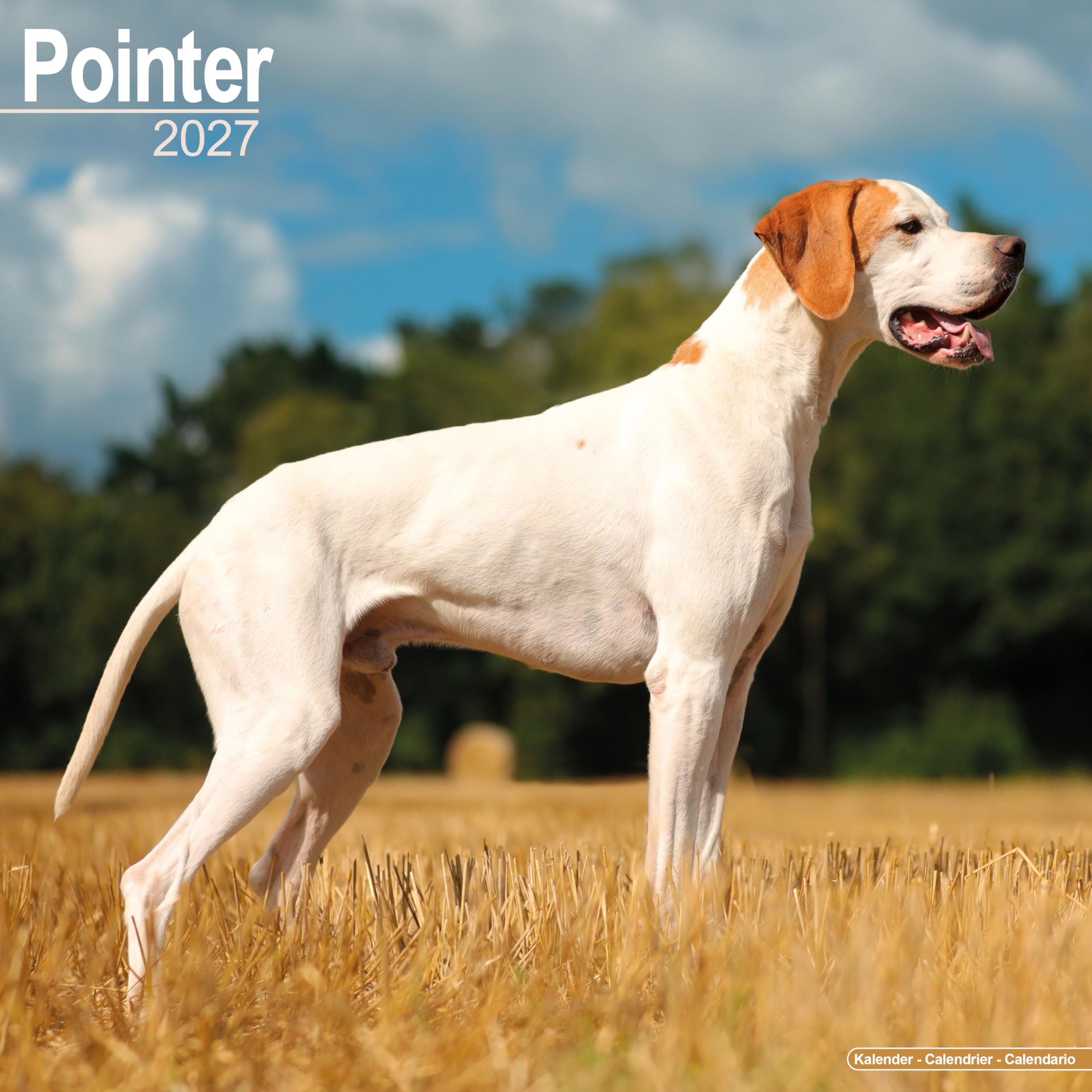 Pointer 2027 Calendar | Square Wall Calendar | Dog Breed Gift | Plastic Free Packaging | by Avonside Publishing