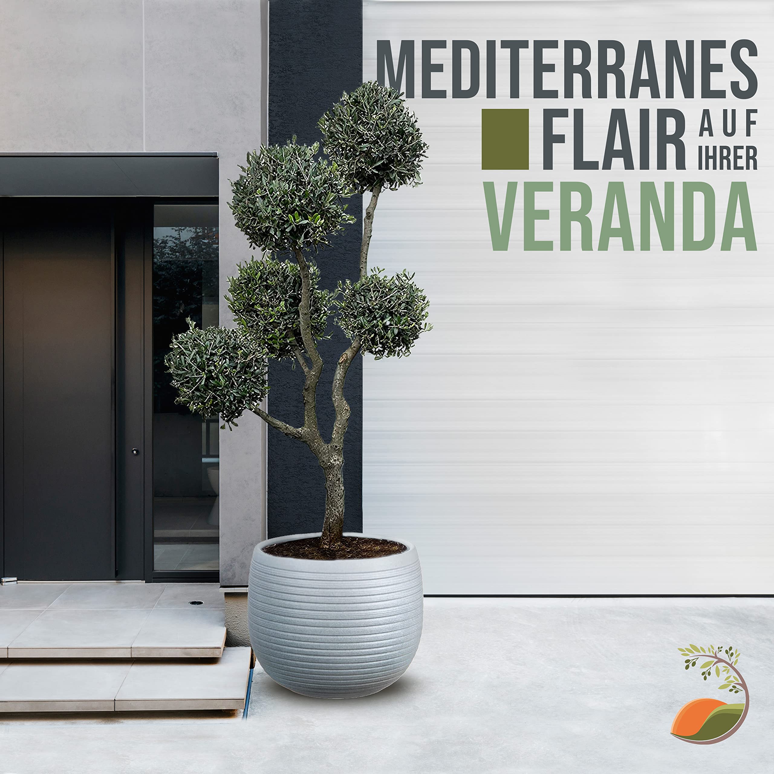 bonsai la perla Premna Modern Bonsai