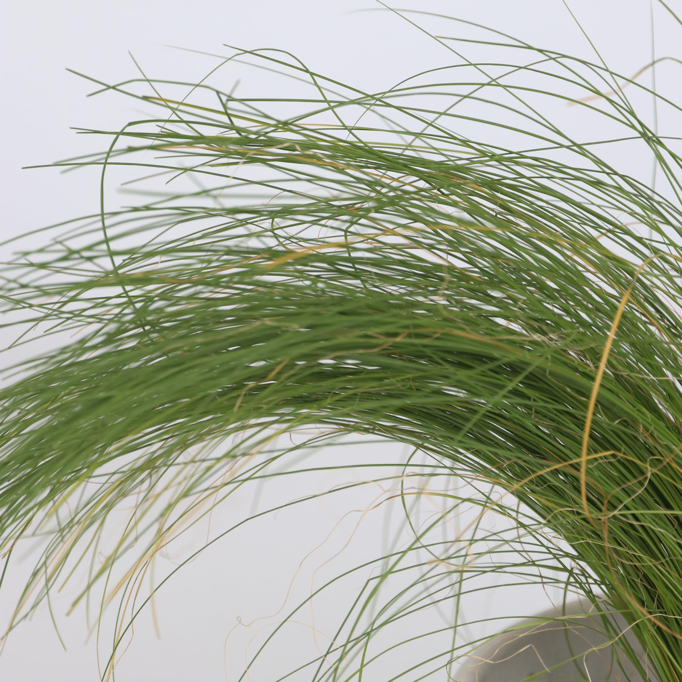 Plant in a Box - Paquete de 6 gramíneas ornamentales - Stipa, Festuca y Carex - Maceta 10,5 cm - Altura 15-25 cm
