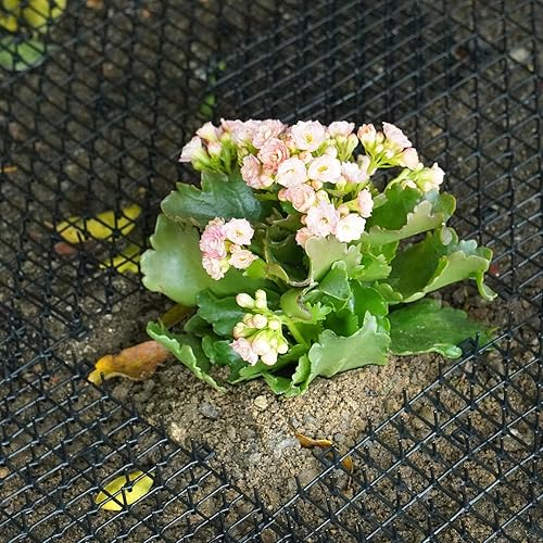 Miniatura 4 de Pomeat 15 alfombrillas para gatos con púas de 16 x 12 pulgadas, alfombrillas disuasorias para gatos al aire libre para gatos y perros, picos de gato