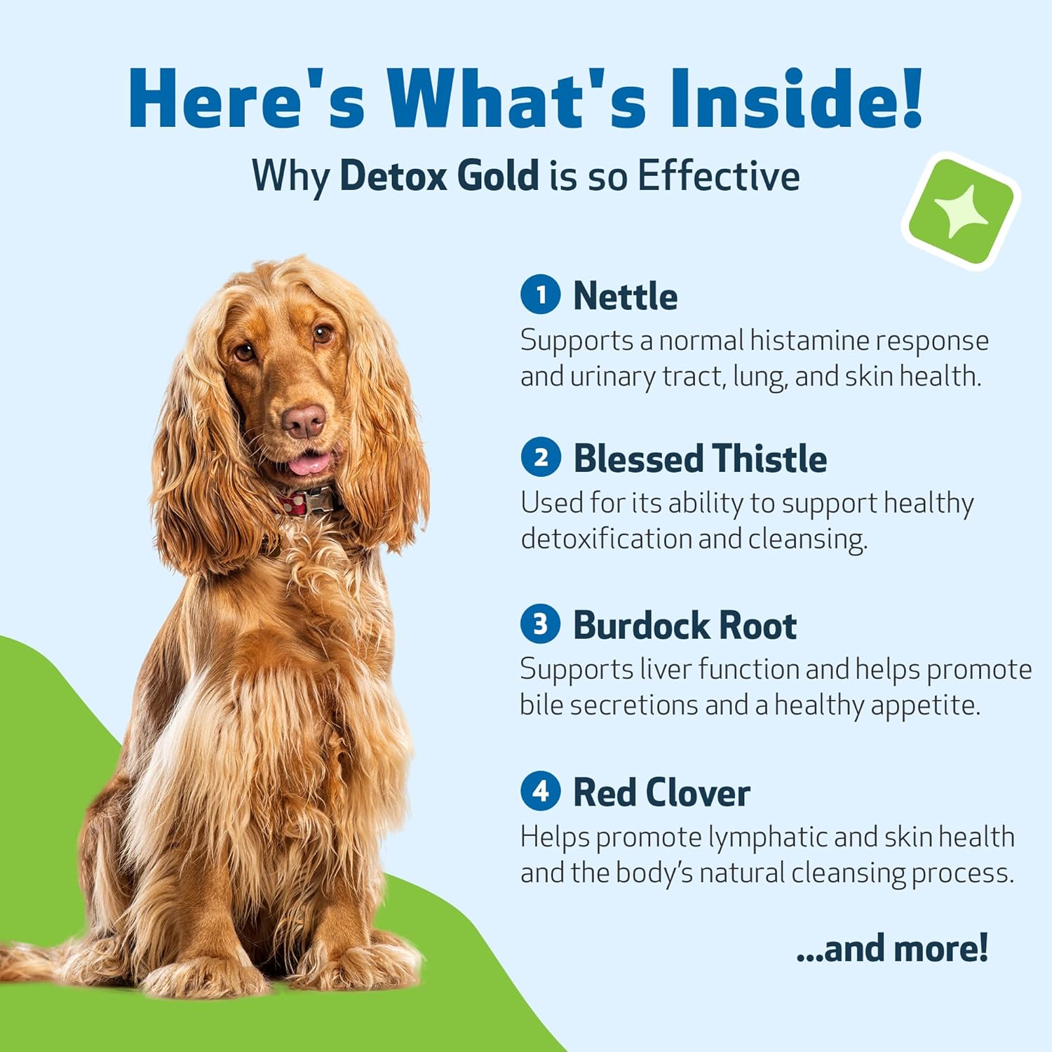 Pet Wellbeing Detox Gold for Dogs - Gentle Detoxification & Elimination Support, Immune System Care, Nettle, Blessed Thistle, Burdock Root - Veterinarian-Formulated Herbal Supplement 2 oz (59 ml)