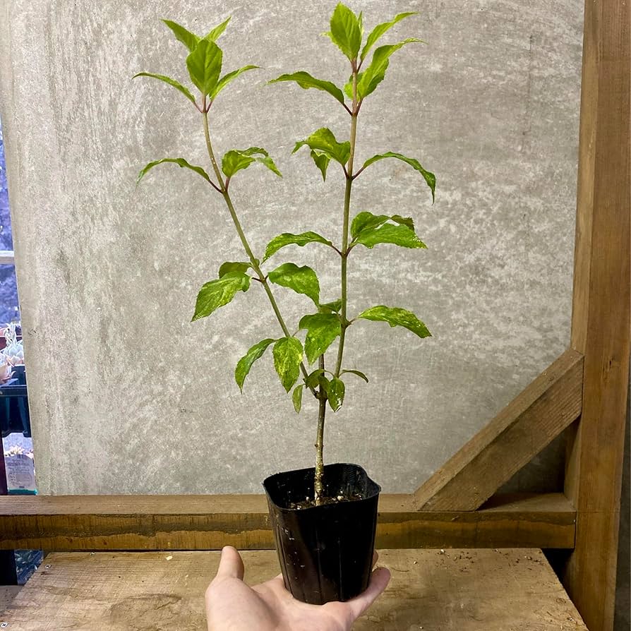 ノリウツギ　苗木　クリーム色の花の落葉樹 ノリウツギ 苗木 クリーム色の花の落葉樹