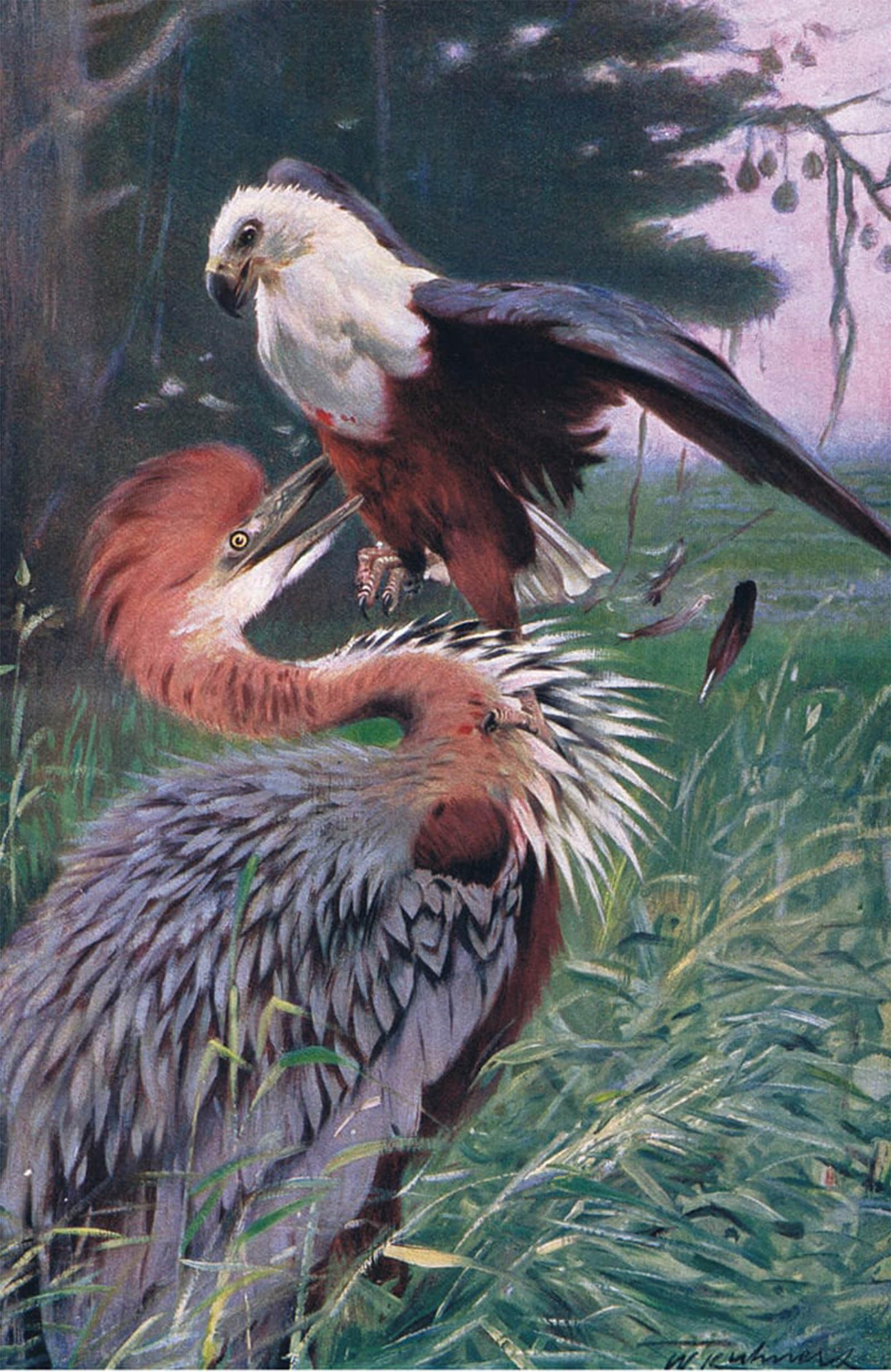 POSTERIIk Vintage Classic Picture Landscape Artwork Heron and Sea Animal Illustration Fromwildlife of the World by Wilhelm Kuhnert Portrait Canvas Painting for Office Home Decor 60x90cm