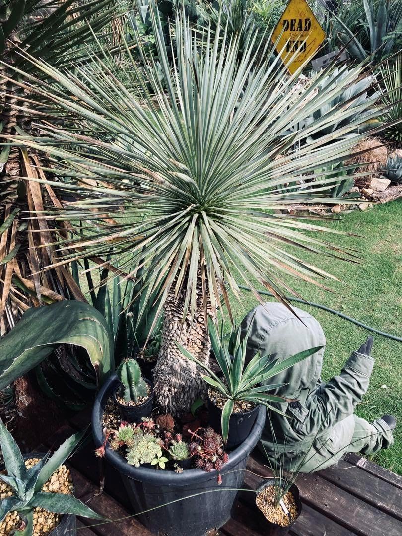 ユッカ　ロストラータ　ブルーベルベット　大株　幹立ち ユッカ ロストラータ ブルーベルベット 大株 幹立ち ユッカ