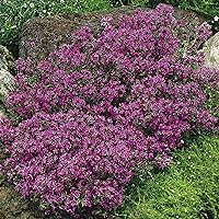 Vista 4 de 100 semillas de tomillo rastrero - Thymus Serpyllum, flor de hierba de tomillo elfo, semillas fragantes de cobertura del suelo, semillas perennes
