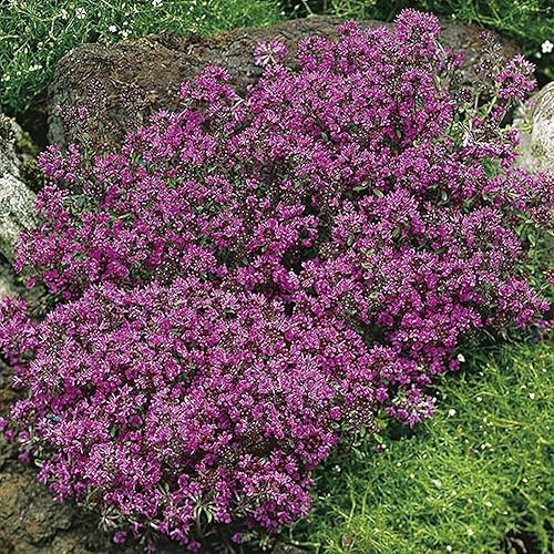 Miniatura 4 de 100 semillas de tomillo rastrero - Thymus Serpyllum, flor de hierba de tomillo elfo, semillas fragantes de cobertura del suelo, semillas perennes