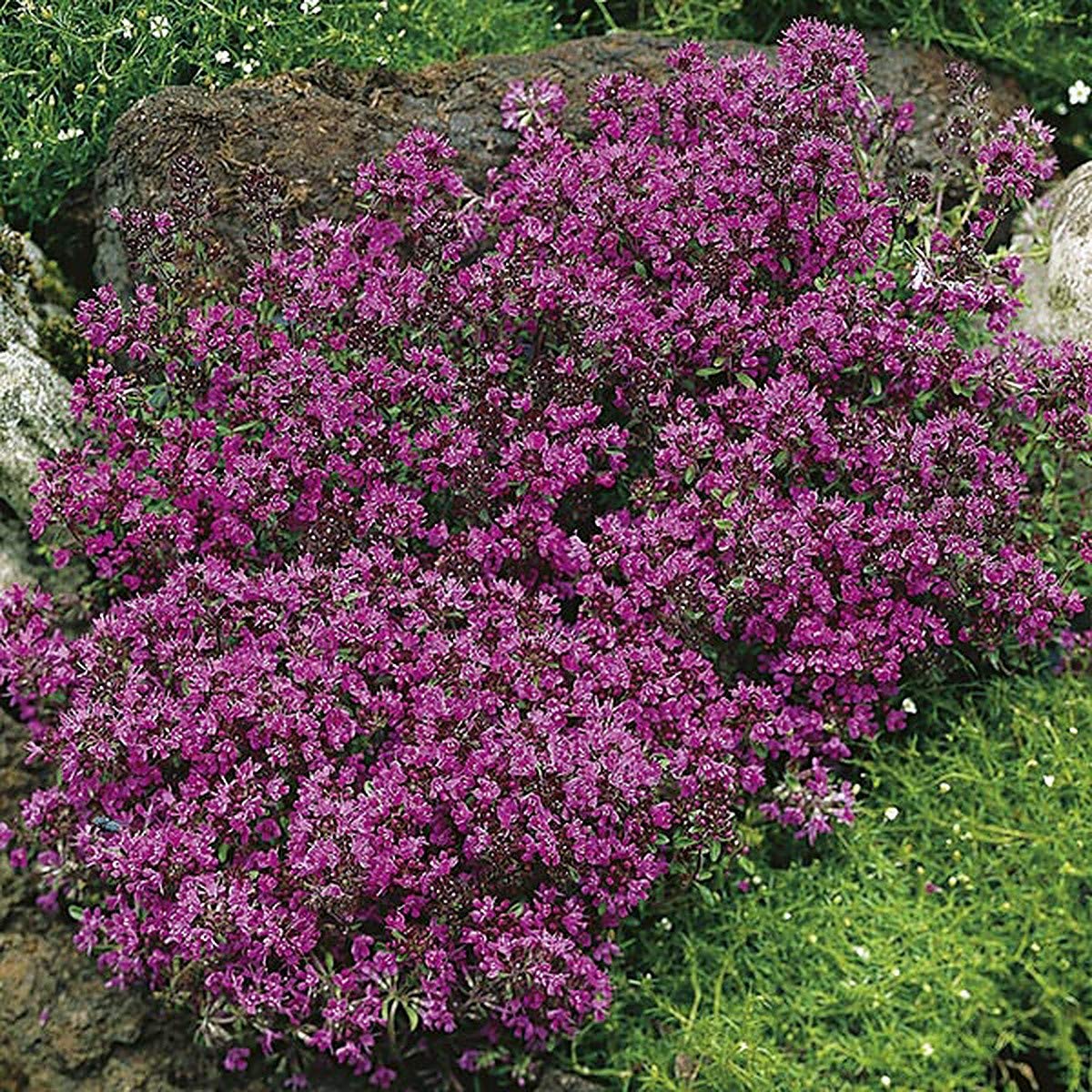 Red Supply Solution Creeping Thyme 500 Seeds Scarlet Thymus Serpyllum