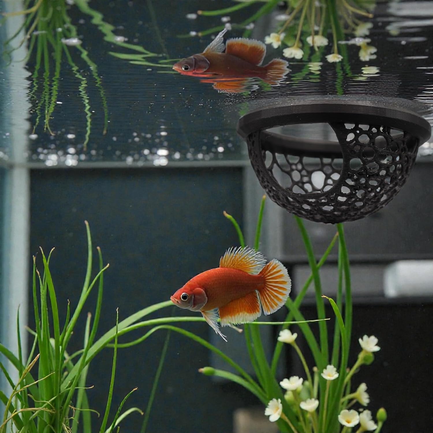 Floating Betta Fish Skins, Betta or Shrimp Feeder, Cave and Hammock, Small Fish Feeding Rings, Aquarium Hiding Feeding Decorative Accessories (Black) thumbnail