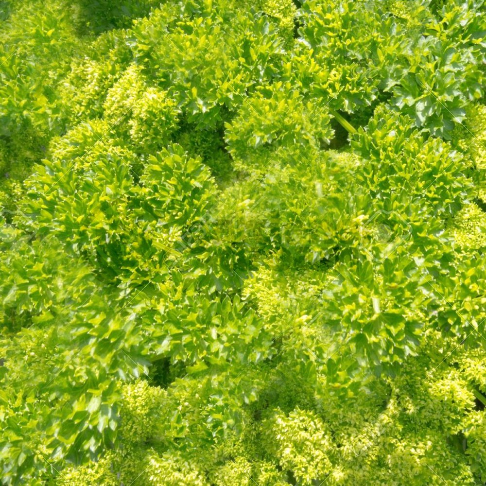 Parsley Curled - 1 Plant - Garden Kitchen Herb for Cooking Planters in 8cm Pot