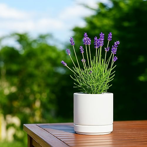 Miniatura 7 de D'vine Dev Juego de 4 macetas pequeñas de cerámica, maceta para suculentas de 4.7 pulgadas para plantas con orificio de drenaje y platillo, color