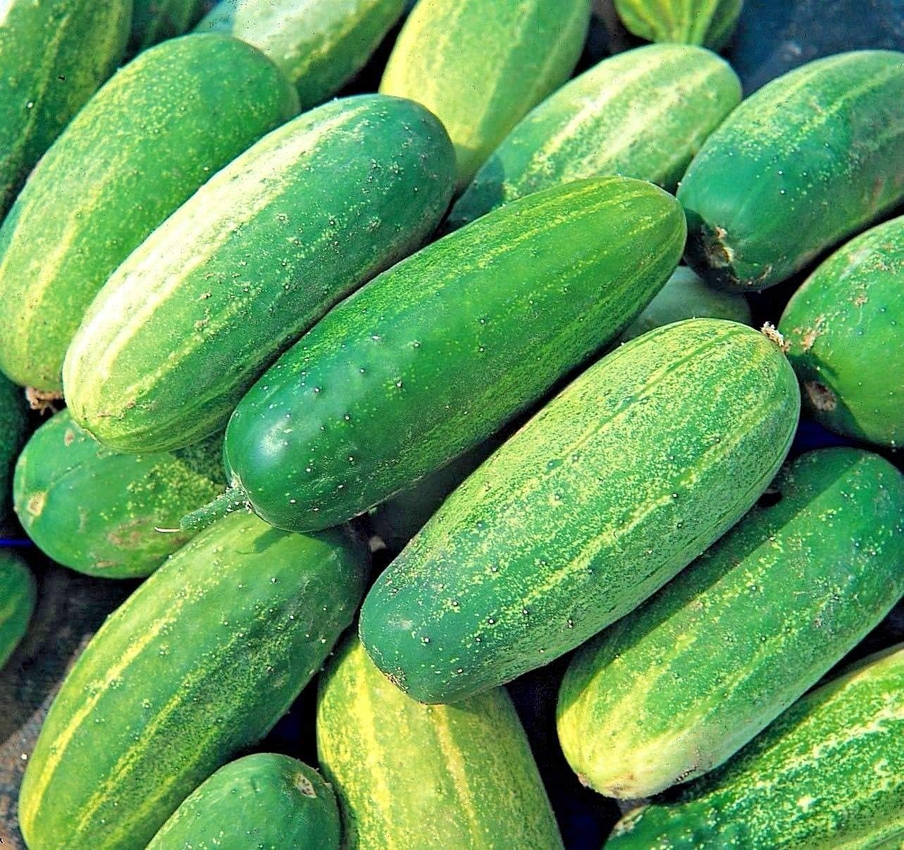 Gherkin National Seeds, Pickling Gherkin Cucumber, Vegetable Plants for