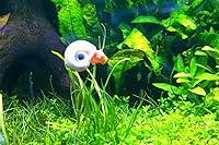 Vista 7 de ¡Más de 9 caracoles Ramshorn vivos para acuario o estanque, limpieza de algas! ¡Envío diario!