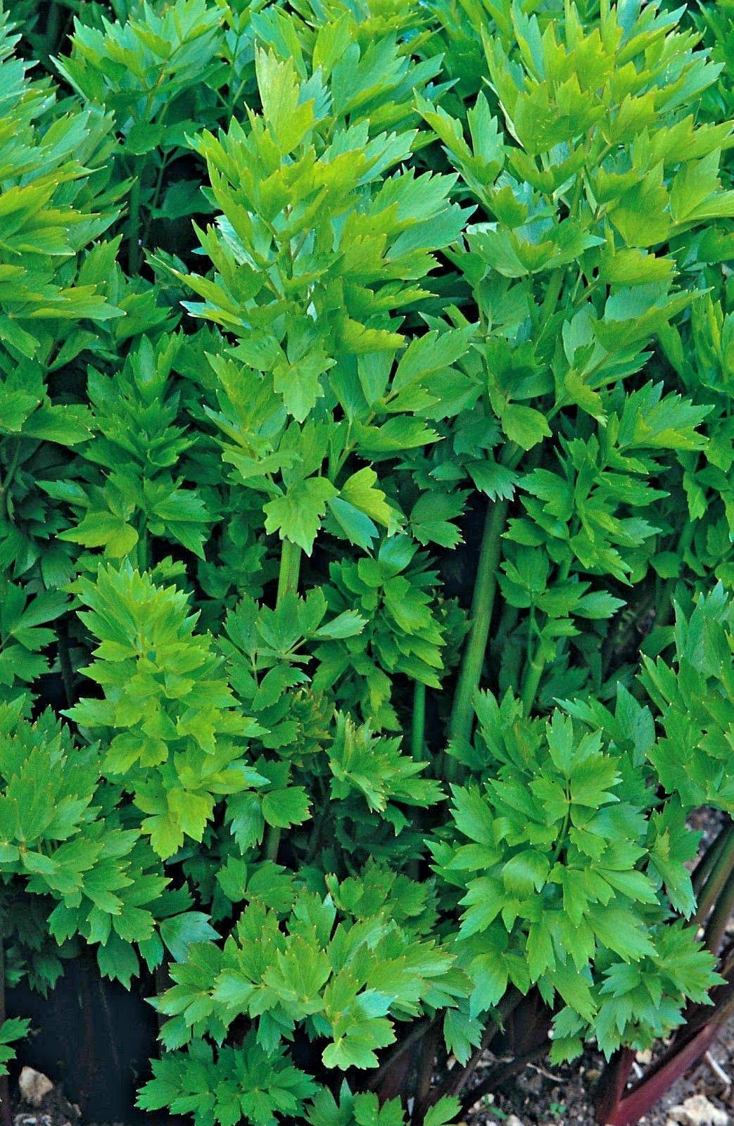 Buy4seeds 80 Seeds Herb Lovage Levisticum Officinalis for Planting Garden Useful for Garden and Outdoor