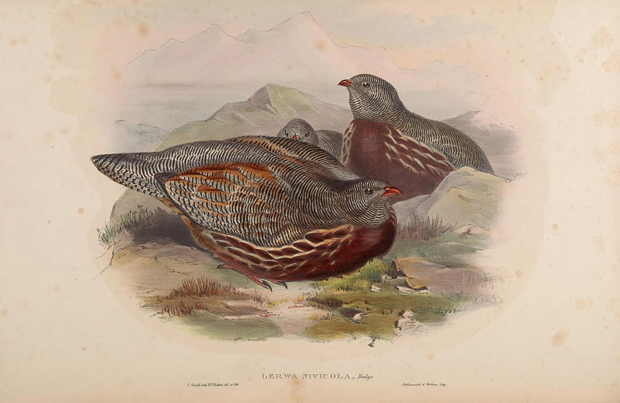 Posteriik No Frame Famous Print Pop Art Wall Art Graffiti Animal Bird Lerwa Nivicola Lerwa Lerwa By John Gould Art Prints For Home Decor 60X90cm