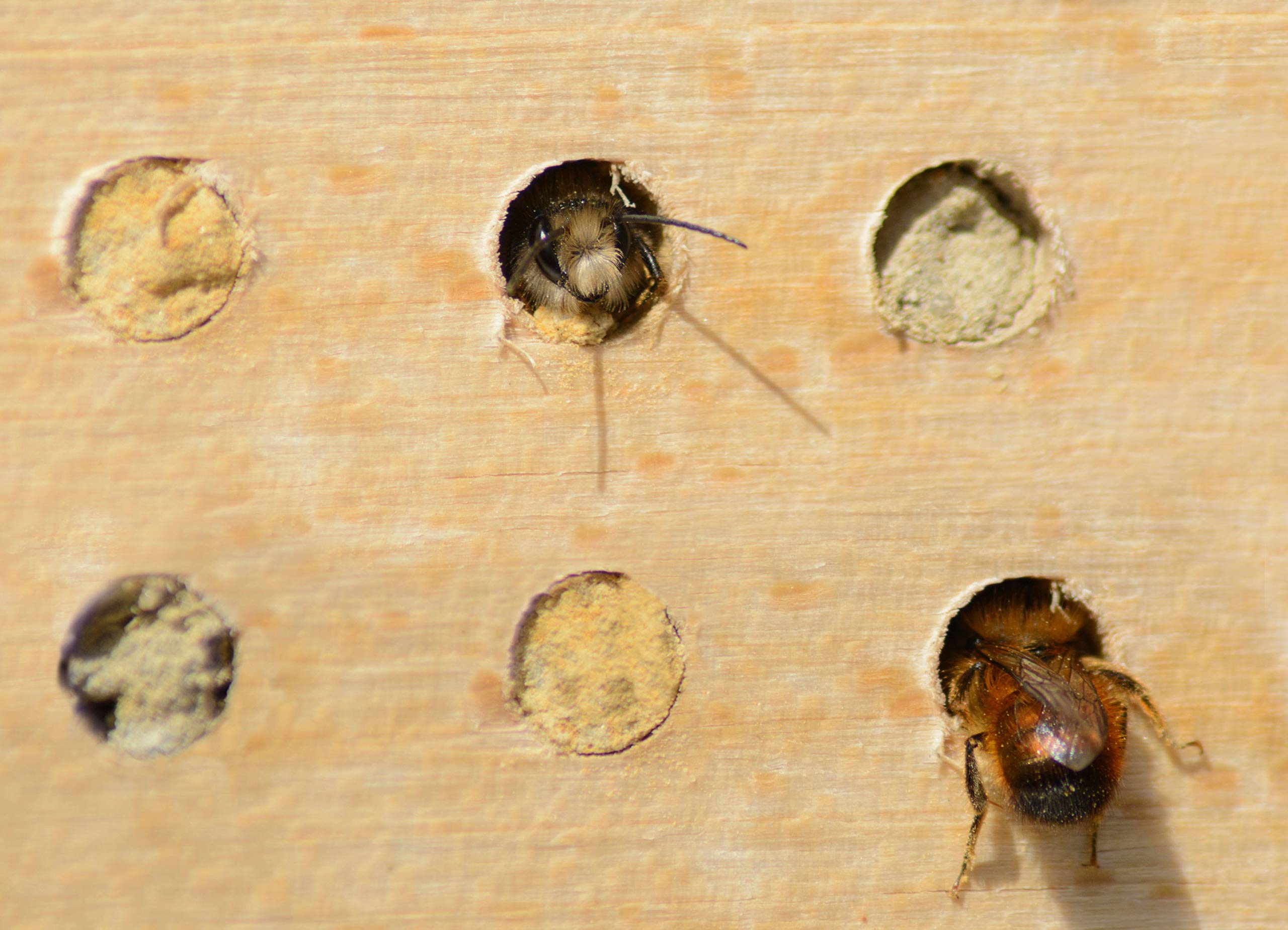Insectenhotel voor wilde bijen kopen