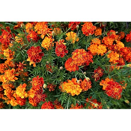Bulk Marigold Flower Seeds Mix, Easy to Grow for Stunning Winter Gardens