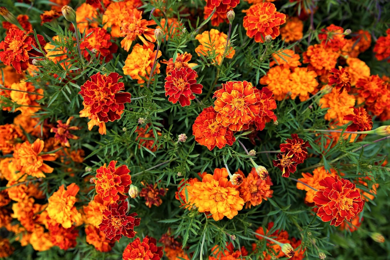 Marigold Seeds for Planting French Marigold Flower Seeds