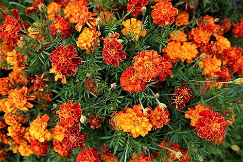Semillas de Tagetes patula para plantar, mezcla de unas 500 semillas