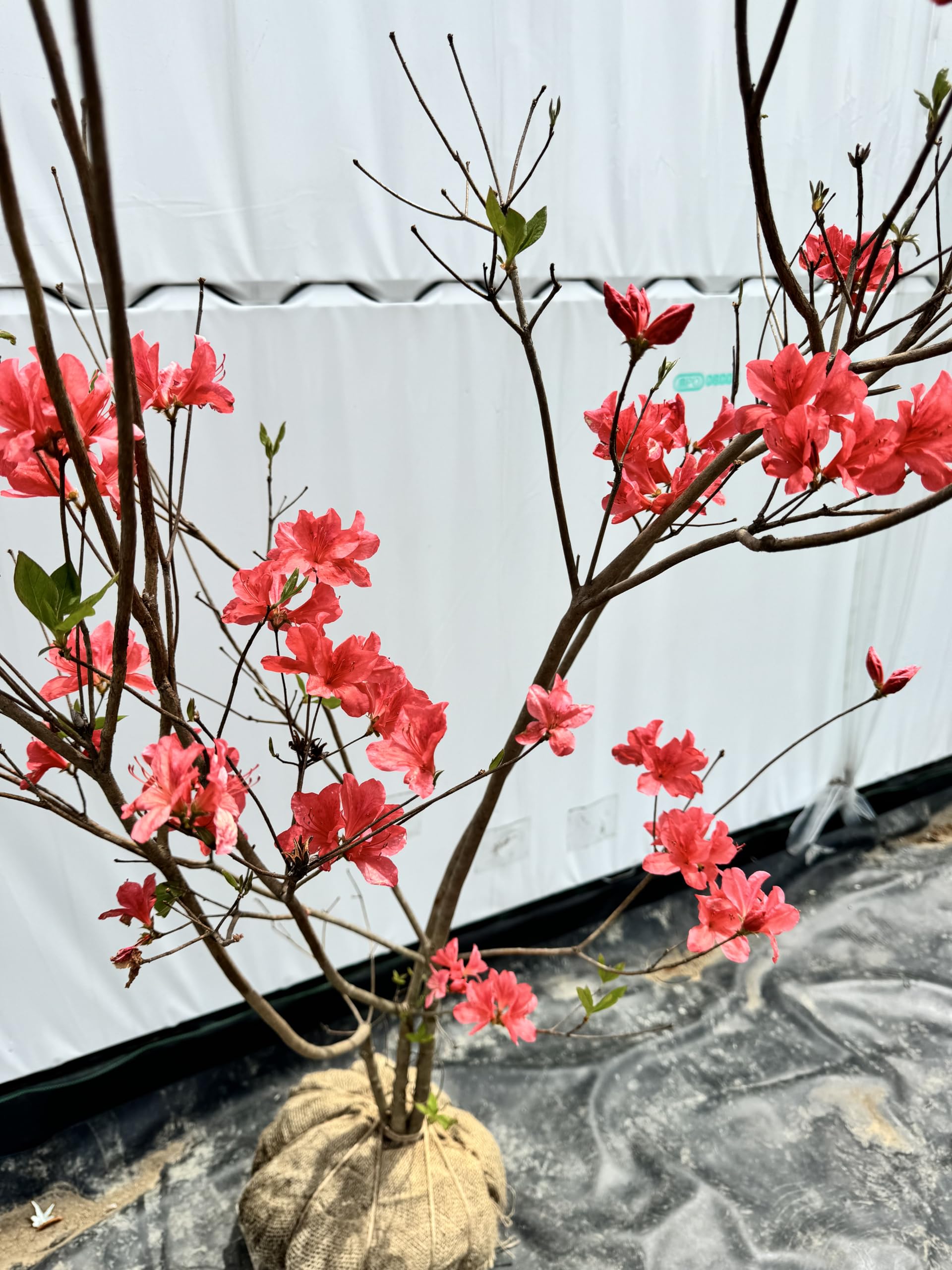 Amazon.co.jp: 『植木/庭木/苗木』山躑躅（ヤマツツジ）《朱色》/大株