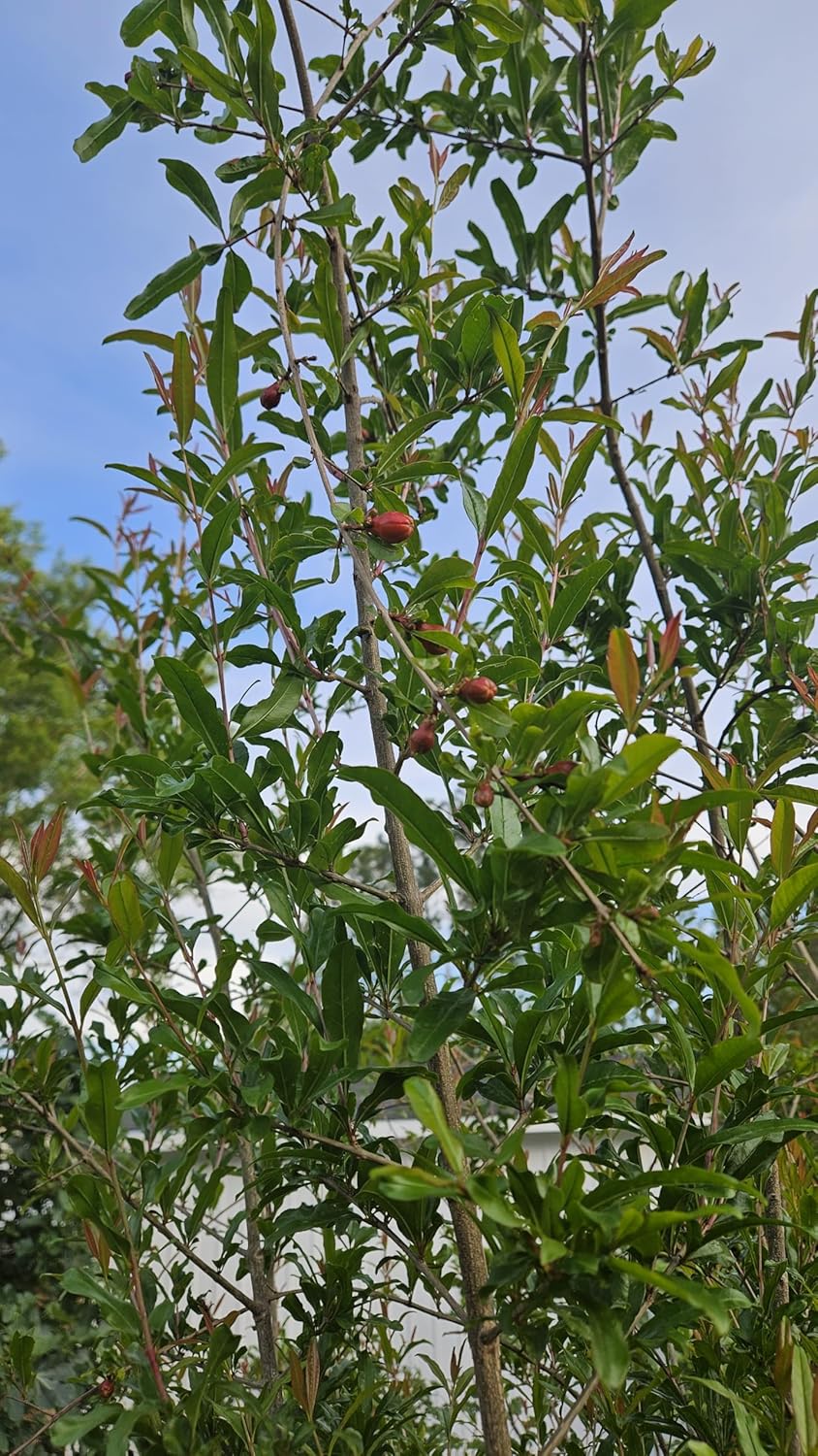 Salavatski Hardy Pomegranate Tree, Live Plant in 6 inch Pot