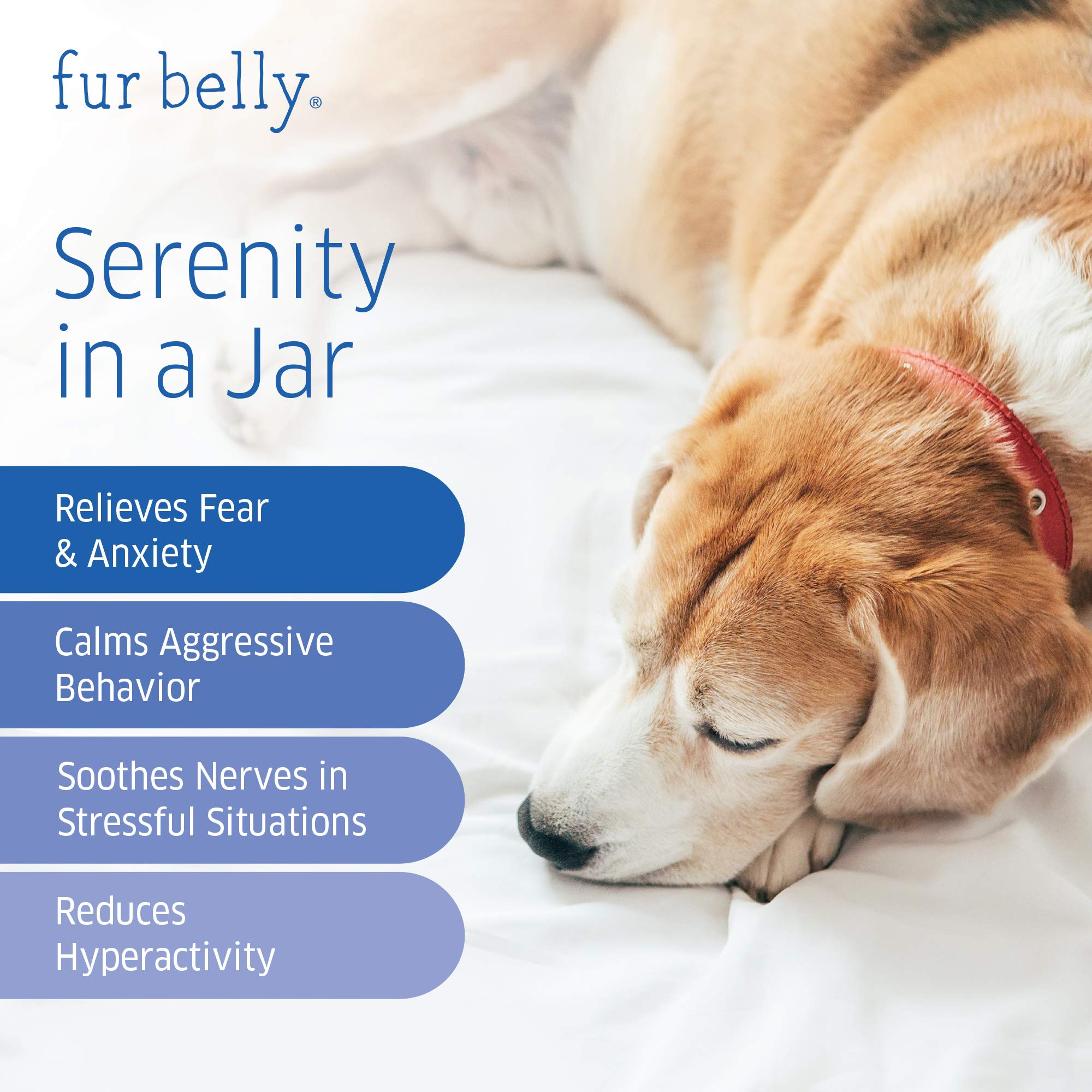 Picture of What Home Remedy Can I Give My Dog For Anxiety