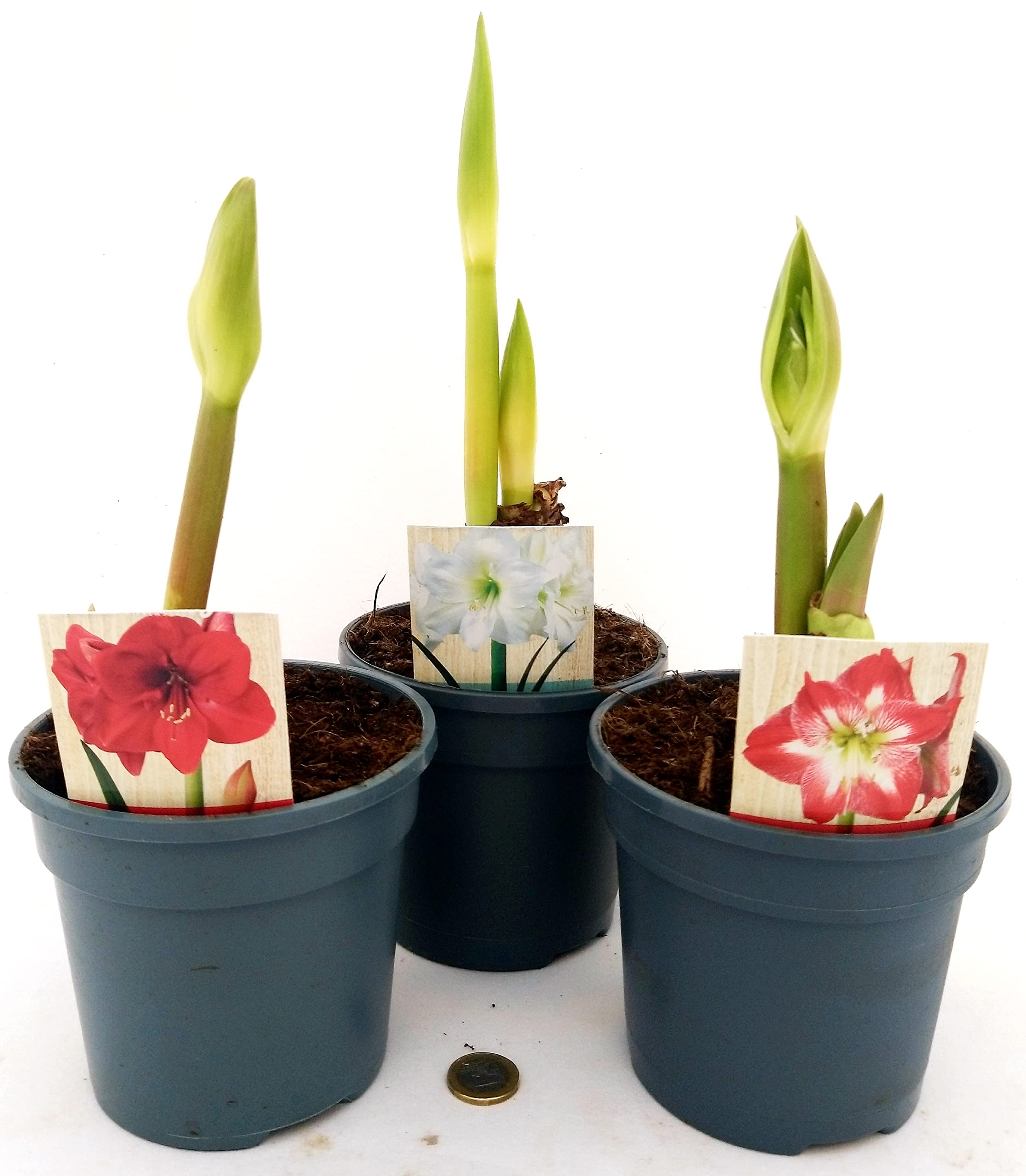 POWERS TO FLOWERS - AMARYLLIS ROSSO, BIANCO E BICOLORE, 3 PIANTE, piante vere