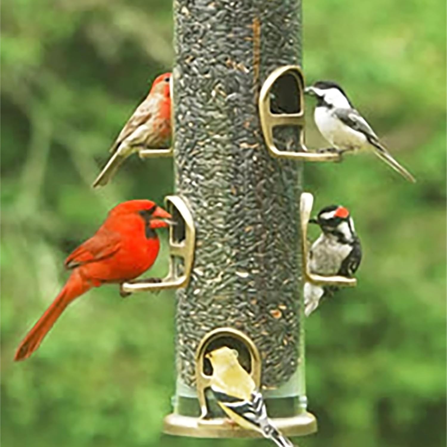 Aspects Big Tube Wild Bird Feeder with Seed, Dome & Tray, 3 Quart Capacity, Antique Brass Ports, 6 Feeding Stations, Hang or Pole Mount, Clear Tube with Rain & Squirrel Guard