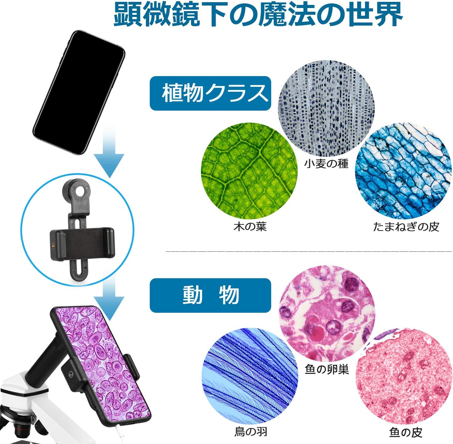 Amazon Co Jp Uscamel単眼生物顕微鏡40 400倍の強倍率な教育 生物学 学習用顕微鏡 装備顕微鏡標本と携帯電話アダプタ 子供小学生高校生や大人に適して教育 文房具 オフィス用品