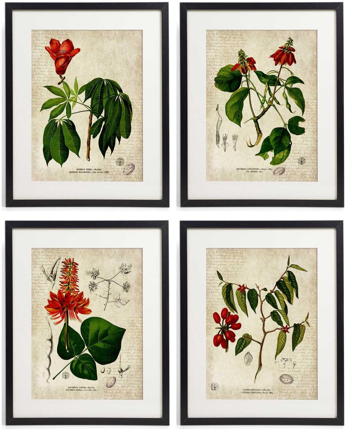 IDIOPIX Vintage Botanical Floral Print Art Home Wall Art Set of 4 Prints UNFRAMED No.9