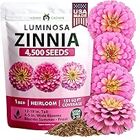 Vista 31 de HOME GROWN Semillas de eneldo sin OMG para plantar 1,014 ramos de semillas de eneldo y semillas de hierbas tradicionales para plantar al aire libre