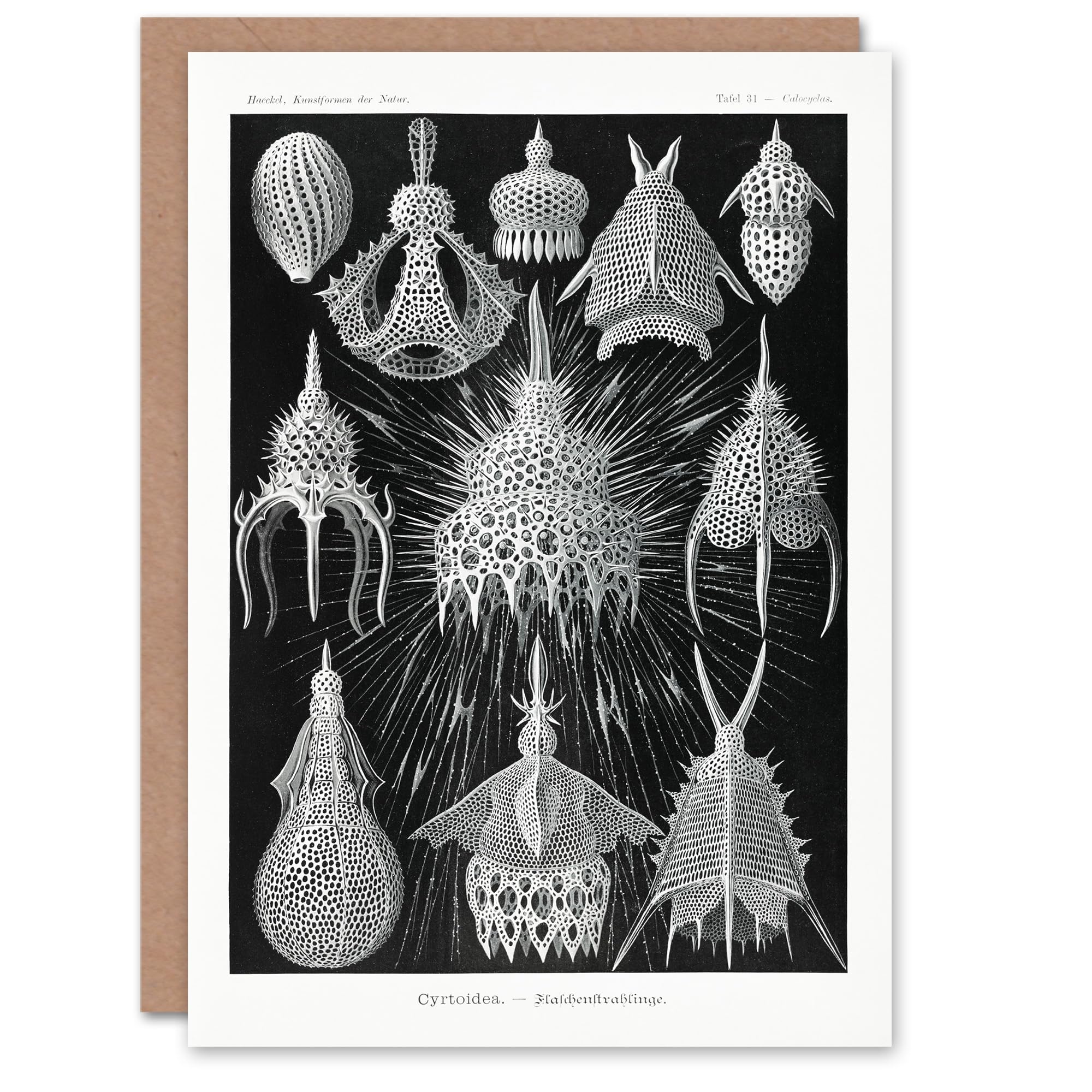 Artery8 Ernst Haeckel Art Card Crytoidea Marine Microorganisms