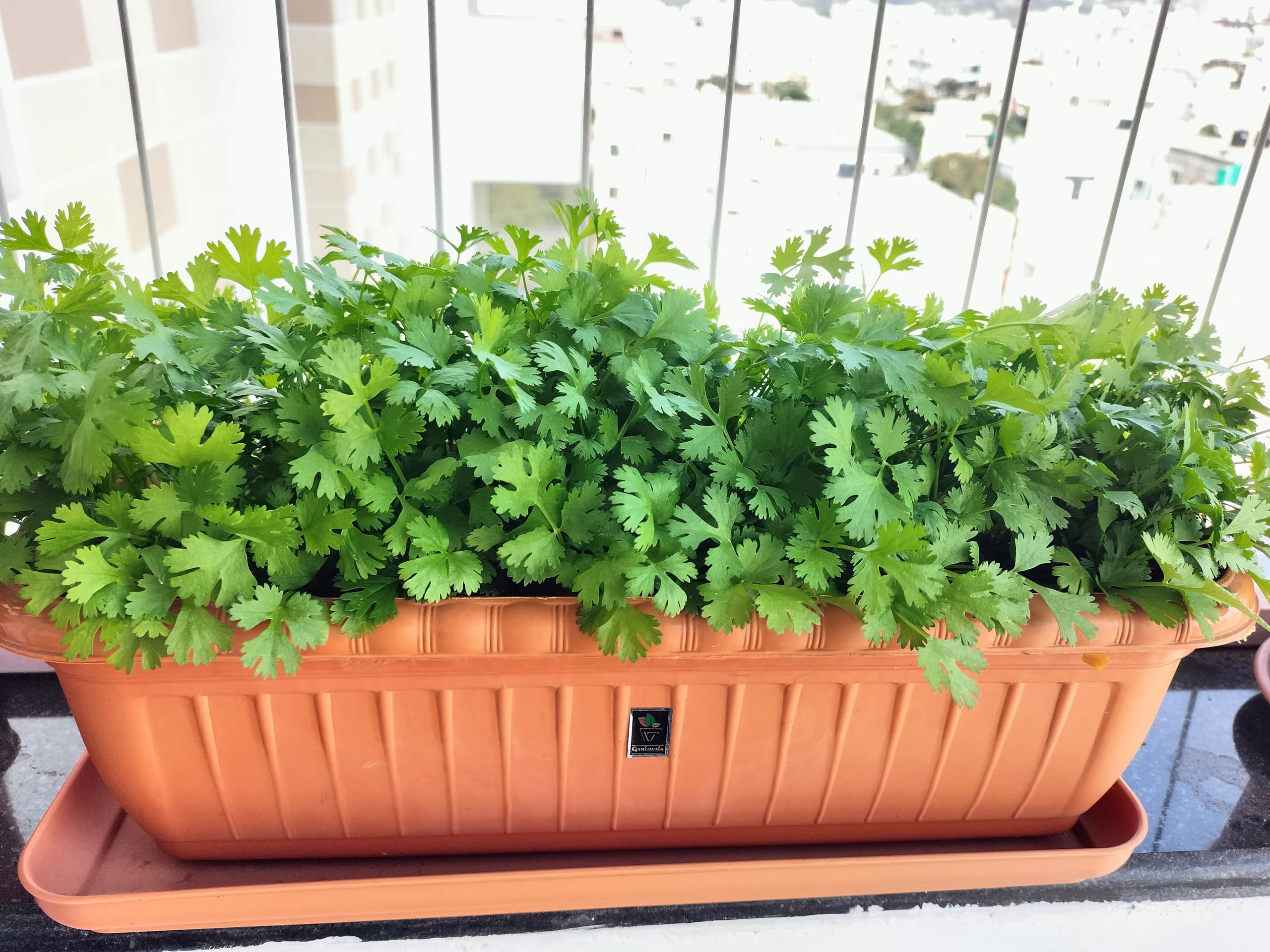 Seed Basket Pack of 8 Native Green Leafy Vegetable Seeds for Home Gardening with More than 70% Germination and Instruction Manual (4800 seeds) - Image 9 thumbnail