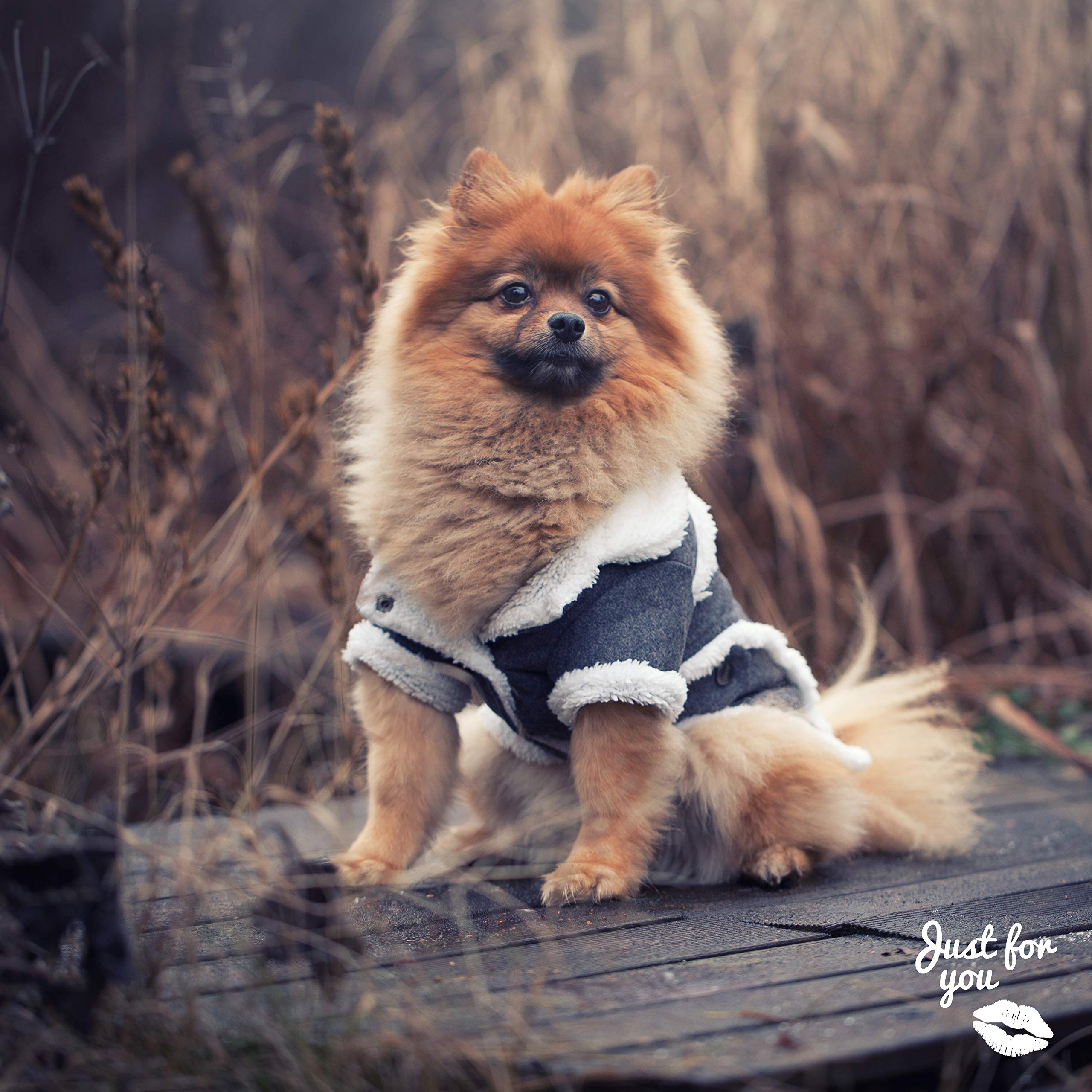 Hondenjas voor kleine hondenrassen maat M winter hondenjas grijs wit hondenjas jas jas jas zeer warm zacht met kraag en drukknopen katoen gevoerde hond kleding pullover kleding (M