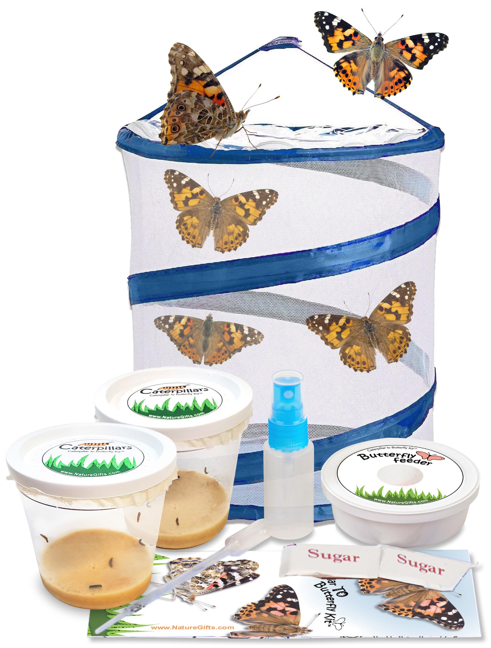 LP小夜子with Big Bang / Butterfly LDC-1047 Amazon.com: Live Butterfly Kit: Shipped with 10 Painted Lady