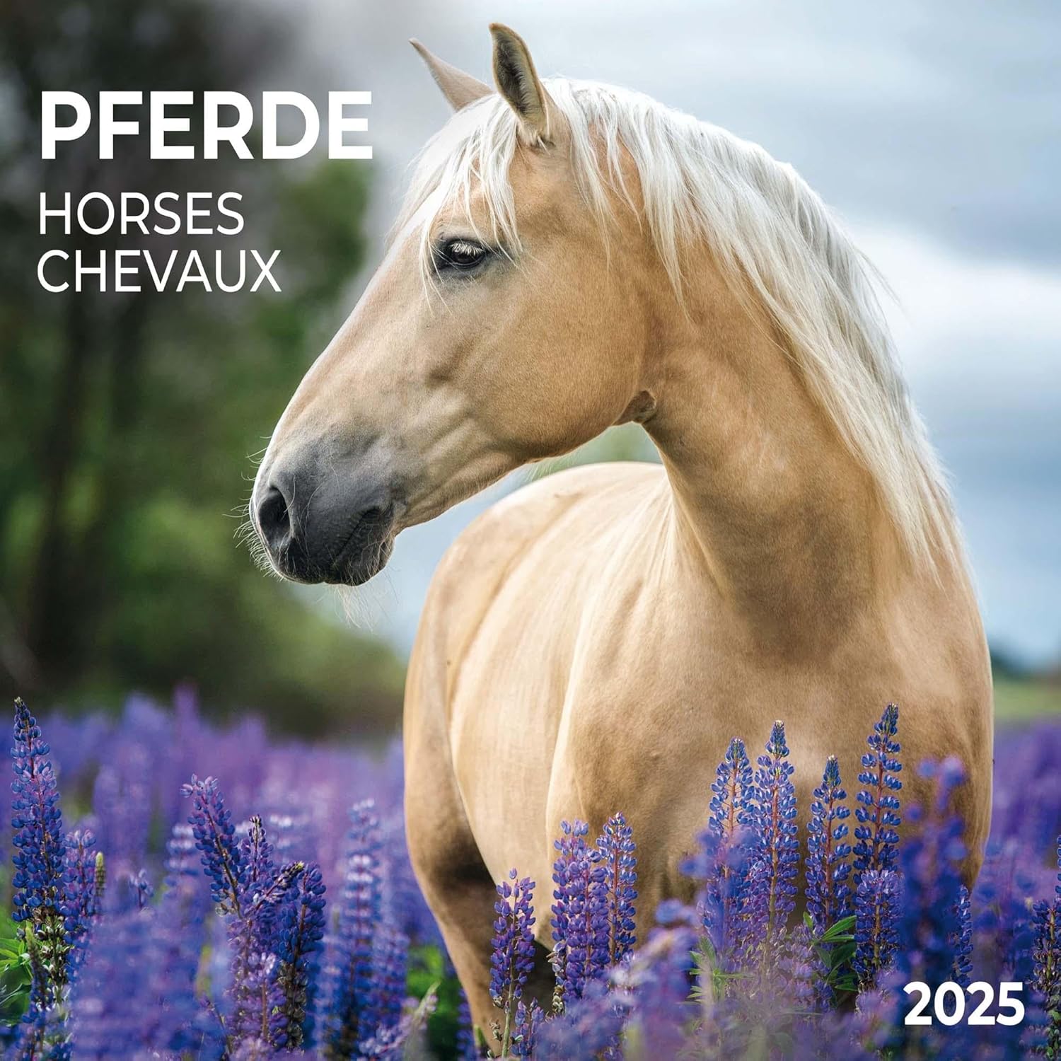 Horses/Pferde 2025: Kalender 2025 : Amazon.co.uk: Books