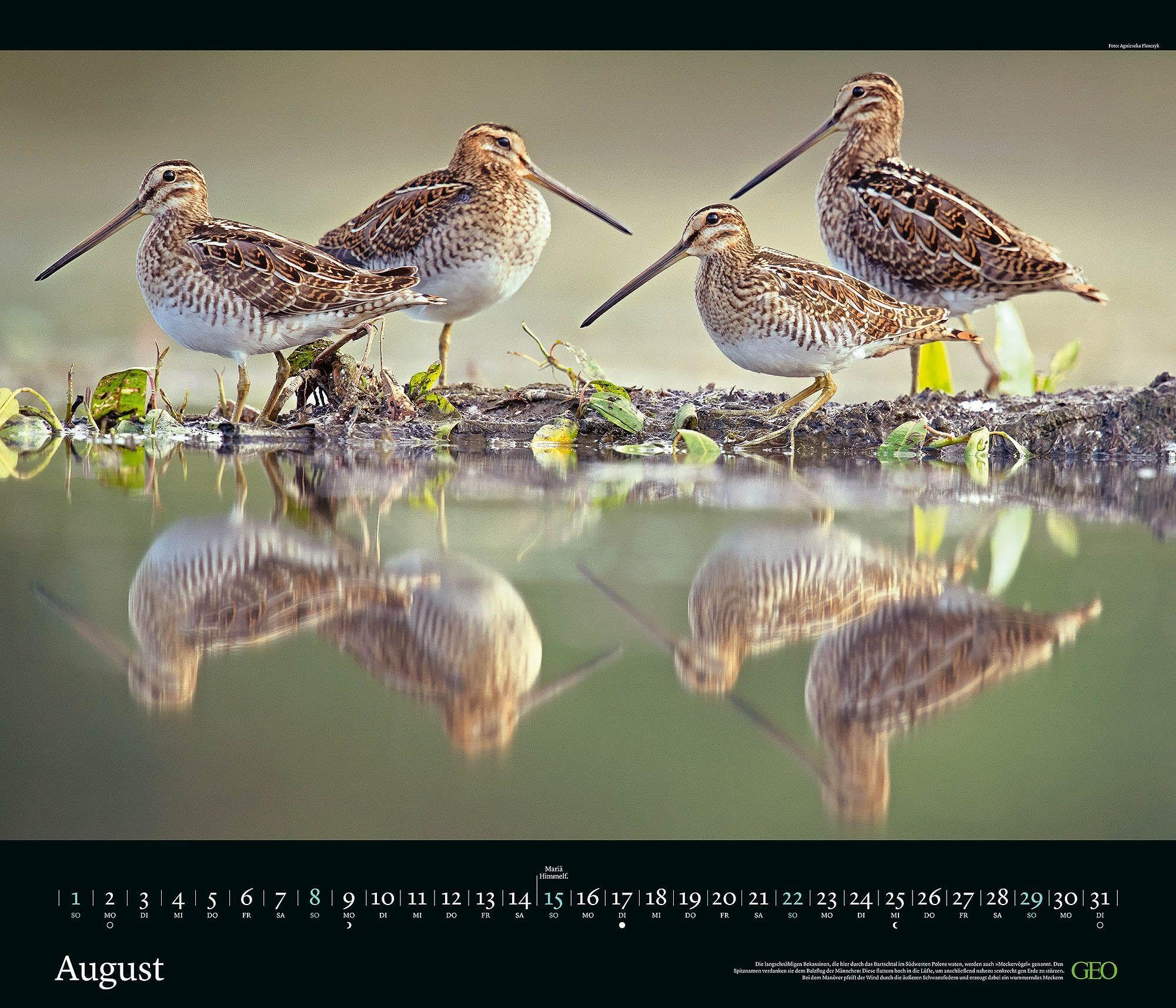 GEO Edition Tierwelten 2027 Wandkalender 70x60 cm mit 12 Tierfotografien, deutschem Kalendarium, Spiralbindung