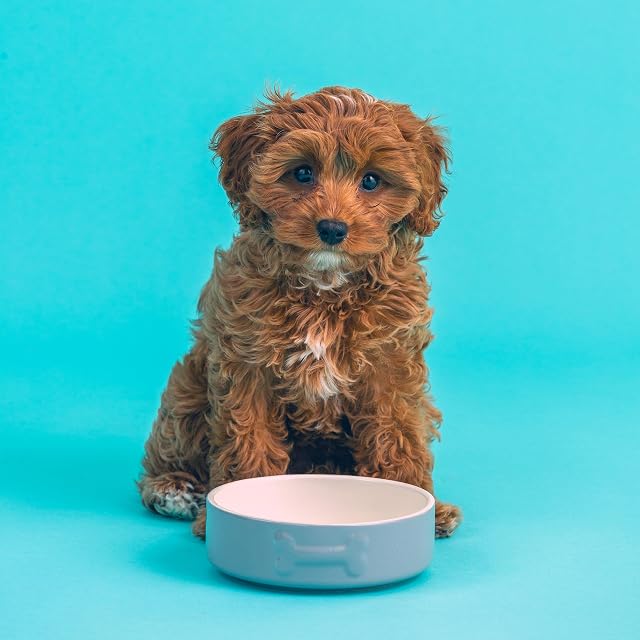 Foto 7 de 8 de Mason Cash Cuenco de cerámica para perros, 15 cm, gris