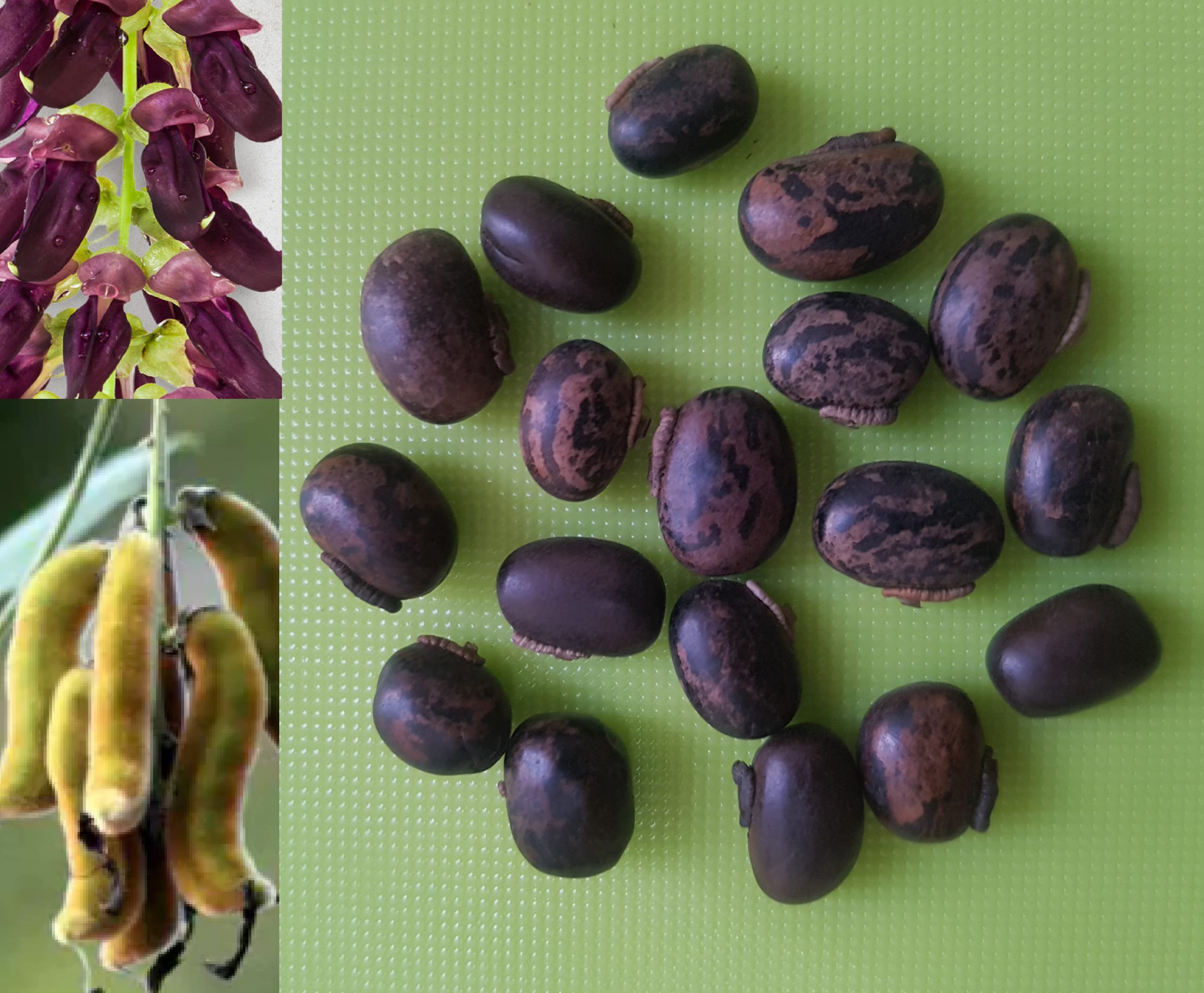 Mucuna Pruriens,Velvet Bean,Cowitch Raw Black,Bengal Velvet Bean,lacuna bean,Kauncha, Kavach, Naikkorna seeds - 250 Gram
