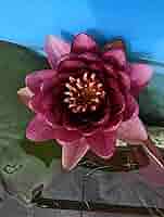 t*m様 オデッセイモールド　ウォーターリリー　睡蓮 オデッセイモールド ウォーターリリー 睡蓮 オデッセイモールド