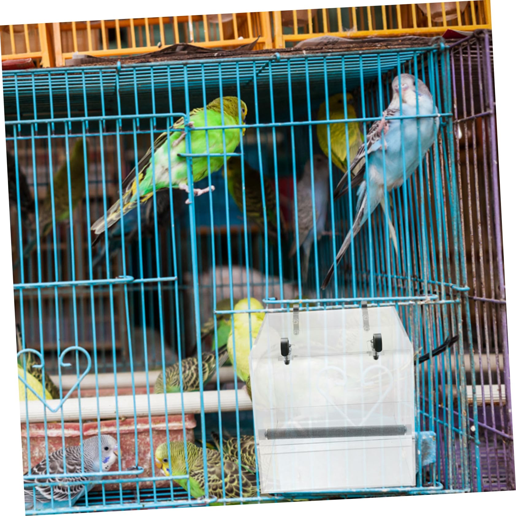 Mangeoire à Oiseaux Automatique en Plastique à Suspendre pour Perroquet