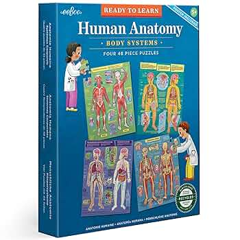 ANATOMY FOR BEGINNERS 4枚セット ANATOMY FOR BEGINNERS 4枚