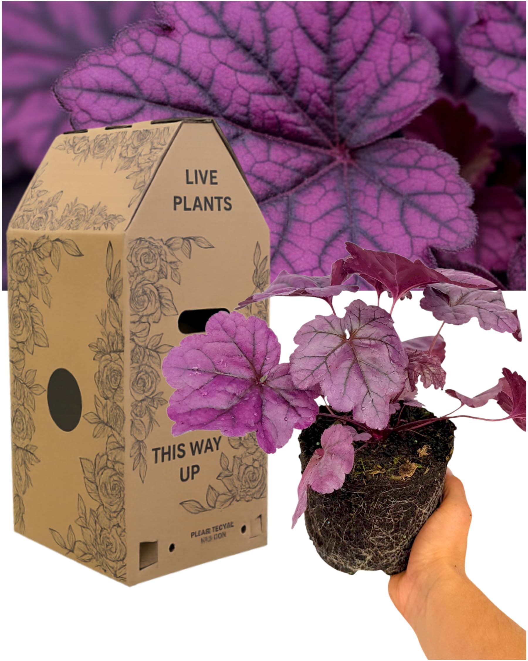 Verdant Living 1x Heuchera Plant – Wildberry Coral Bells. Flowering Evergreen Perennial for Pots, Beds & Borders. Delivered Fresh, Supplied in Large 2L Rootball. Peat Free & Outdoor Garden Ready — image 1