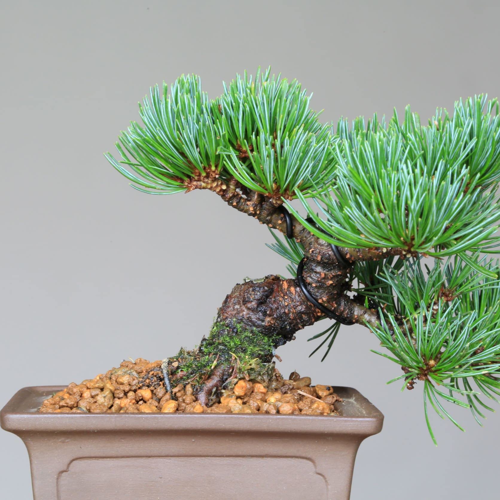 Amazon.co.jp: 那須五葉松 『那須茜』ミニ盆栽 【泰寿園 Online
