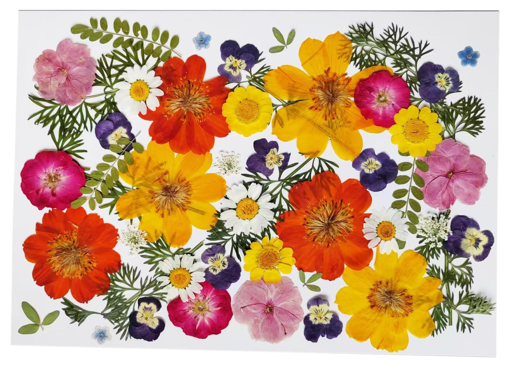 36Pcs Pressed Dried Flowers Kit – Includes Sulphur Cosmos, Pansy & Green Leaves – Real Natural Dry Floral for Cake Decorations Topper Resin Jewelry, Nail Art, Epoxy Molds, Scrapbooking, DIY Crafts